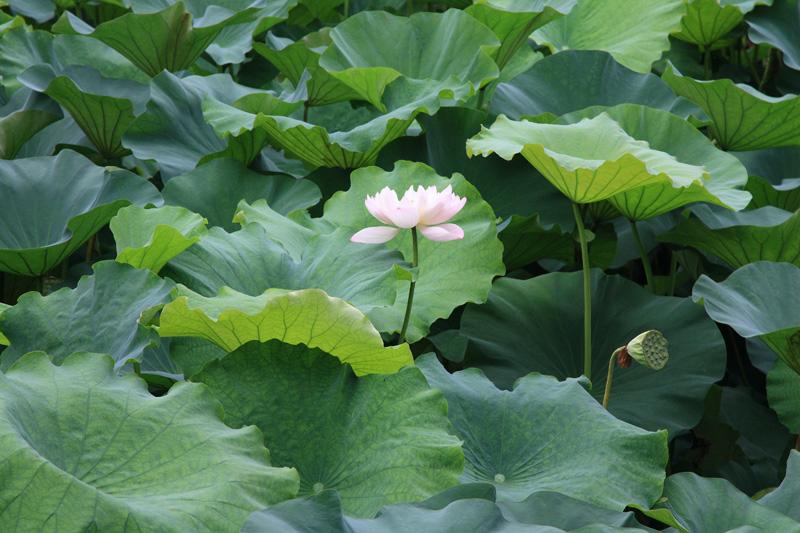 811-Hangzhou,18 luglio 2014.JPG